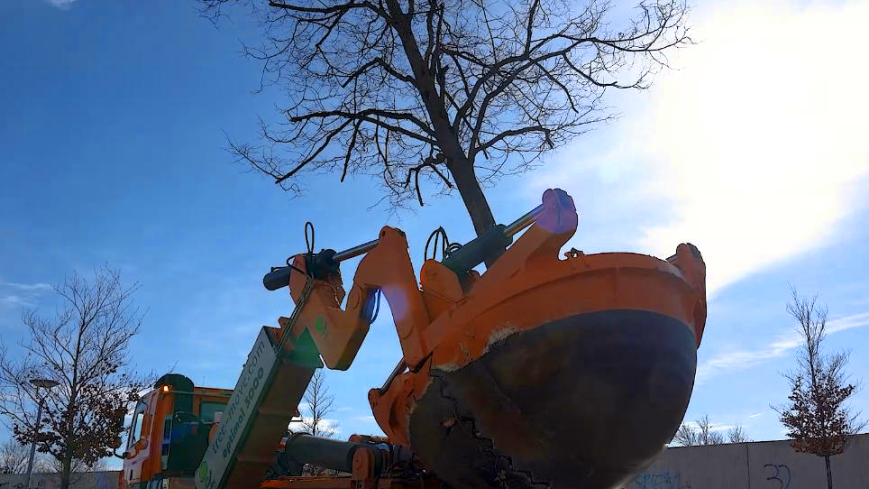 Ein winterlich kahler Baum wird in der Januarsonne vor blauem Himmel durch eine Verpflanzungsmaschine empor gehoben Ein winterlich kahler Baum wird in der Januarsonne vor blauem Himmel durch eine Verpflanzungsmaschine empor gehoben